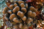 Pocillopora meandrina scle-Maldives Villamendhoo-8m-20240424-da-DSC_6759_tn